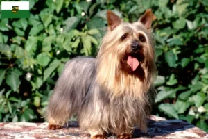 Mehr über den Artikel erfahren Australian Silky Terrier Züchter und Welpen in Sachsen