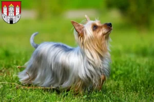 Mehr über den Artikel erfahren Australian Silky Terrier Züchter und Welpen in Salzburg