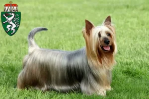 Mehr über den Artikel erfahren Australian Silky Terrier Züchter und Welpen in der Steiermark