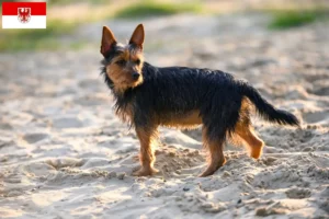 Mehr über den Artikel erfahren Australian Terrier Züchter und Welpen in Brandenburg