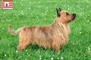 Mehr über den Artikel erfahren Australian Terrier Züchter und Welpen in Bremen