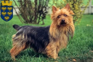 Mehr über den Artikel erfahren Australian Terrier Züchter und Welpen in Niederösterreich