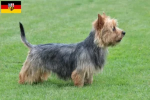 Mehr über den Artikel erfahren Australian Terrier Züchter und Welpen im Saarland