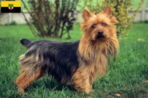 Mehr über den Artikel erfahren Australian Terrier Züchter und Welpen in Sachsen-Anhalt