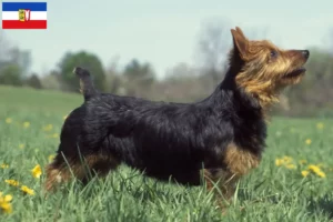 Mehr über den Artikel erfahren Australian Terrier Züchter und Welpen in Schleswig-Holstein