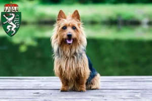 Mehr über den Artikel erfahren Australian Terrier Züchter und Welpen in der Steiermark