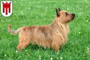 Mehr über den Artikel erfahren Australian Terrier Züchter und Welpen in Vorarlberg