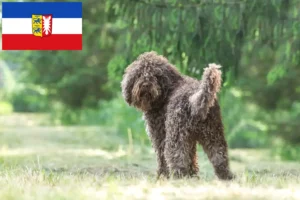 Mehr über den Artikel erfahren Barbet Züchter und Welpen in Schleswig-Holstein