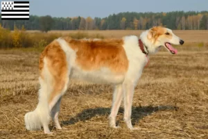 Mehr über den Artikel erfahren Barsoi Züchter und Welpen in der Bretagne