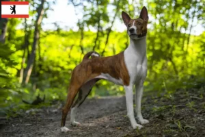 Mehr über den Artikel erfahren Basenji Züchter und Welpen in Berlin