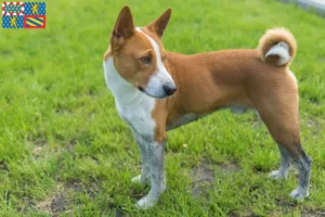 Mehr über den Artikel erfahren Basenji Züchter und Welpen in Bourgogne-Franche-Comté