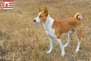 Mehr über den Artikel erfahren Basenji Züchter und Welpen in Bremen