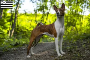 Mehr über den Artikel erfahren Basenji Züchter und Welpen in der Bretagne