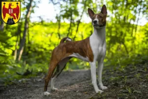 Mehr über den Artikel erfahren Basenji Züchter und Welpen im Burgenland