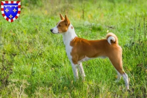 Mehr über den Artikel erfahren Basenji Züchter und Welpen in Centre-Val de Loire