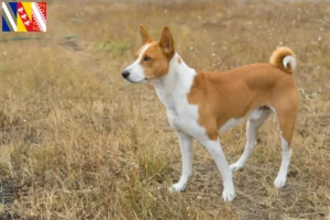 Mehr über den Artikel erfahren Basenji Züchter und Welpen in Grand Est