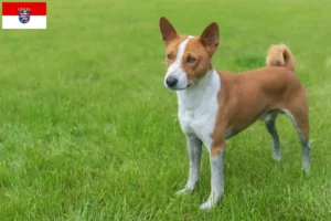 Mehr über den Artikel erfahren Basenji Züchter und Welpen in Hessen