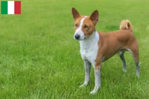 Mehr über den Artikel erfahren Basenji Züchter und Welpen in Italien