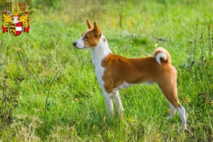 Mehr über den Artikel erfahren Basenji Züchter und Welpen in Kärnten