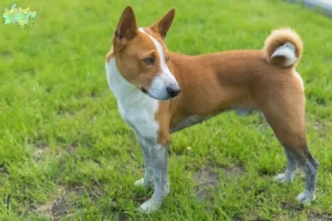 Mehr über den Artikel erfahren Basenji Züchter und Welpen in Midtjylland