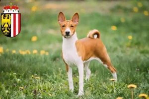 Mehr über den Artikel erfahren Basenji Züchter und Welpen in Oberösterreich