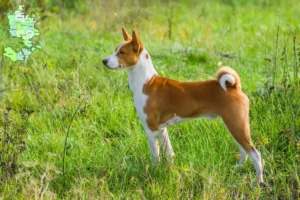 Mehr über den Artikel erfahren Basenji Züchter und Welpen in Sjælland