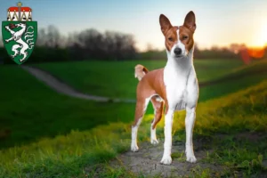 Mehr über den Artikel erfahren Basenji Züchter und Welpen in der Steiermark