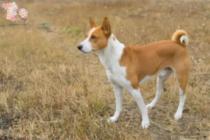 Mehr über den Artikel erfahren Basenji Züchter und Welpen in Syddanmark