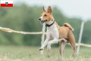 Mehr über den Artikel erfahren Basenji Züchter und Welpen in Thüringen