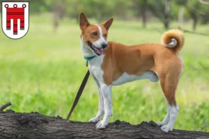 Mehr über den Artikel erfahren Basenji Züchter und Welpen in Vorarlberg