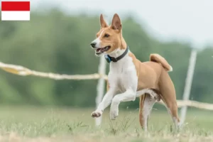 Mehr über den Artikel erfahren Basenji Züchter und Welpen in Wien