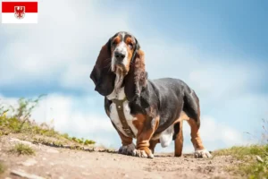 Mehr über den Artikel erfahren Basset Hound Züchter und Welpen in Brandenburg