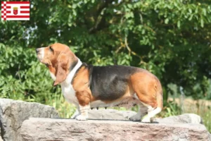 Mehr über den Artikel erfahren Basset Hound Züchter und Welpen in Bremen