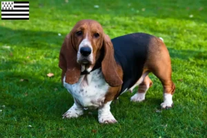 Mehr über den Artikel erfahren Basset Hound Züchter und Welpen in der Bretagne