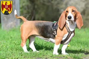 Mehr über den Artikel erfahren Basset Hound Züchter und Welpen im Burgenland