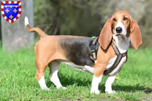 Mehr über den Artikel erfahren Basset Hound Züchter und Welpen in Centre-Val de Loire