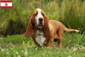 Mehr über den Artikel erfahren Basset Hound Züchter und Welpen in Französisch-Polynesien