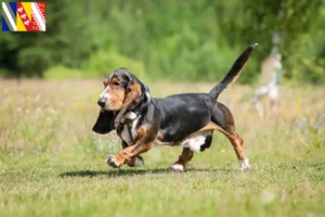 Mehr über den Artikel erfahren Basset Hound Züchter und Welpen in Grand Est