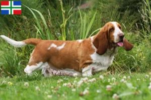 Mehr über den Artikel erfahren Basset Hound Züchter und Welpen in Groningen