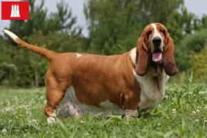 Mehr über den Artikel erfahren Basset Hound Züchter und Welpen in Hamburg