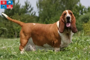 Mehr über den Artikel erfahren Basset Hound Züchter und Welpen in Karlsbad