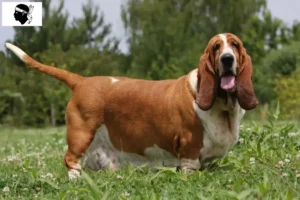 Mehr über den Artikel erfahren Basset Hound Züchter und Welpen auf Korsika