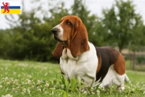 Mehr über den Artikel erfahren Basset Hound Züchter und Welpen in Limburg