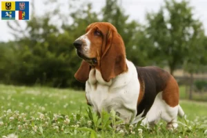 Mehr über den Artikel erfahren Basset Hound Züchter und Welpen in Mähren-Schlesien