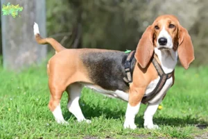 Mehr über den Artikel erfahren Basset Hound Züchter und Welpen in Midtjylland