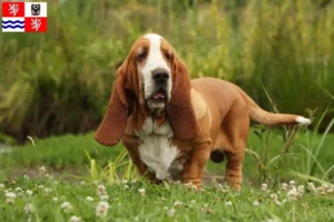 Mehr über den Artikel erfahren Basset Hound Züchter und Welpen in Mittelböhmen