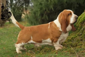 Mehr über den Artikel erfahren Basset Hound Züchter und Welpen in Neukaledonien