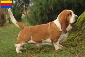 Mehr über den Artikel erfahren Basset Hound Züchter und Welpen in Nordholland