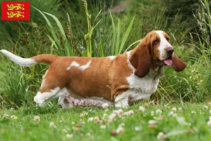 Mehr über den Artikel erfahren Basset Hound Züchter und Welpen in der Normandie