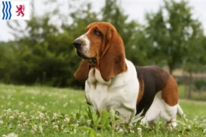 Mehr über den Artikel erfahren Basset Hound Züchter und Welpen in Nouvelle-Aquitaine